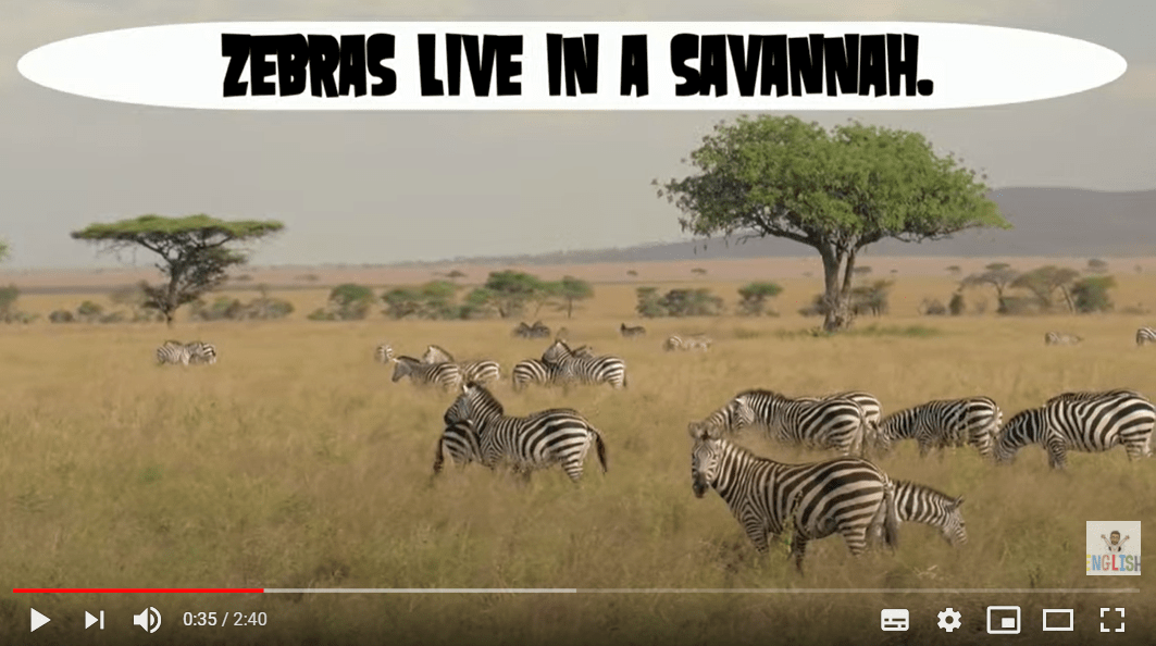 Animal Habitats