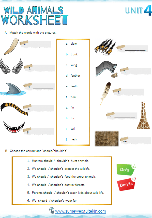 Animal Body Parts - Should&Shouldn't (PDF)